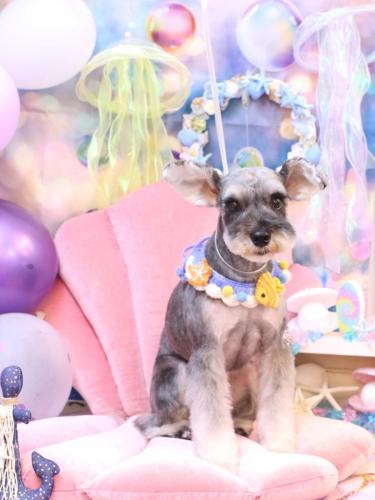 20240827むぎちゃん